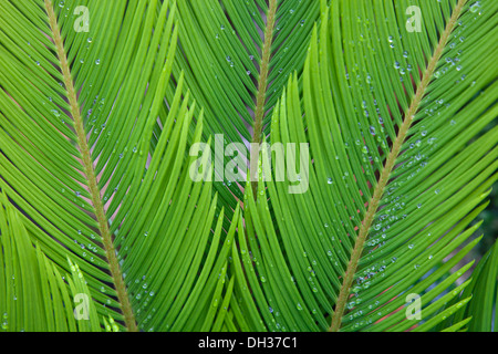 Sagopalme, Cycas Revoluta. Regen-Tropfen auf gefiederten Blättern der Sagopalme. Stockfoto