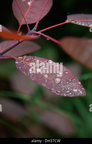 Busch, Cotinus Coggygria Grace zu rauchen. Wassertropfen auf dunkel lila Blätter. Stockfoto