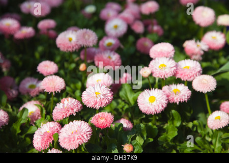 Gänseblümchen, Bellis Perennis Tasso Serie. Rosa Doppel Blütenköpfchen mehrjährige Daisy Teppichboden Bereichs im öffentlichen Garten. Stockfoto