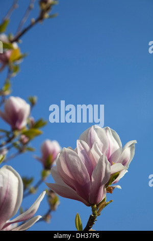 Magnolia Soulangeana. Nahaufnahme von rosa Tulpe-wie weiße Blumen gespült an der Basis gegen blauen Himmel. Stockfoto