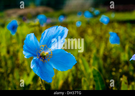 Himalaya blue Poppy Meconopsis Betonicifolia. Bereich der blaue Mohn mit Einzelblüte in unmittelbarer Vordergrund.  Nördlichen Stockfoto