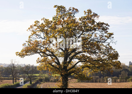Quercus Baum. Herbstliche Eiche in Northamptonshire Landschaft. Stockfoto
