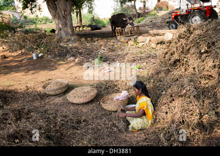 Indische Frau Erdnüsse ernten.  Andhra Pradesh, Indien Stockfoto