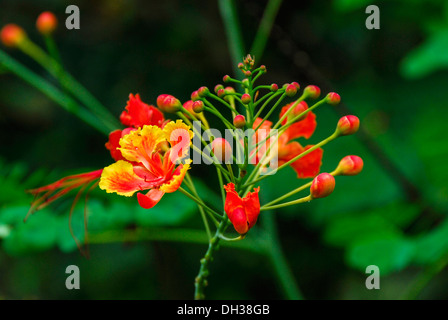 Flame Tree. Leuchtend orange-rote Blüten auf verzweigten zentralen Stamm gesetzt. Phrao, Chiang Mai, Thailand. Stockfoto
