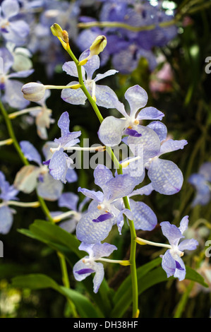 Orchidee, blaue Vanda mit blassen blauen Blüten gekennzeichnet mit Schachbrettmuster Orchidee-Festival 2011 in Chiang Mai, Thailand. Stockfoto