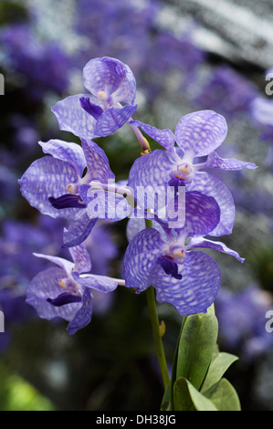 Orchidee, blaue Vanda mit blassen blauen Blüten gekennzeichnet mit Schachbrettmuster Orchidee-Festival 2011 in Chiang Mai, Thailand. Stockfoto