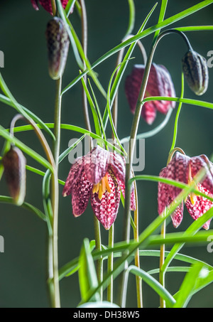 Snakehead Fritillaria Blumen im Frühling auf grünem Hintergrund isoliert. Stockfoto