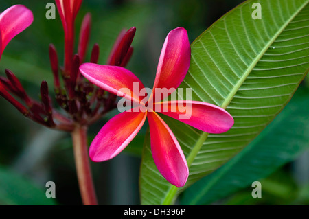 Frangipani, Plumeria Rubrae Blume in Phrao, Chiang Mai, Thailand. Stockfoto