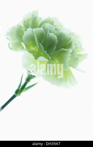 Nelke Dianthus Caryophyllus CFPC Jade. Studioaufnahme der einzelnen Blüte fotografiert auf Lightbox mit detaillierten Blütenblatt Stockfoto