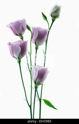 Lisianthus, Eustoma Russellianum Piccolo Rose. Studioaufnahme von mehrere Blütenköpfchen auf Lichtkasten angeordnet. Stockfoto