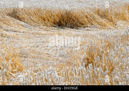 Ernteschäden in Getreide Stockfoto