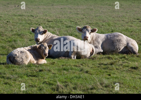 Rinder, die Entspannung in einer Wiese Bos taurus Stockfoto