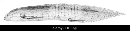Protopterus annectens, auch bekannt als der westafrikanische Lungenfisch, ist eine Art von Lungenfisch, die in Süßwasserhabitaten in West- und Zentralafrika vorkommt. Er ist für seine Fähigkeit, während trockener Zeiten Ästhetik zu finden, ein Thema, das in der Evolutionsbiologie von Interesse ist. Stockfoto