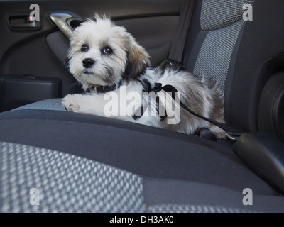 Teddybär Welpen (a/k/a Zuchon, Mischung der Rassen Shih-Tzu und Bichon Frise), trägt einen Autositz Gürtel Gurt, New York, USA Stockfoto