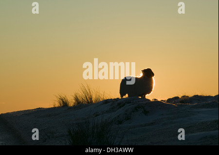 Ein Schaf Silhouette durch die untergehende Sonne in den schneebedeckten Bedingungen in der Nähe von Postbridge, Dartmoor Nationalpark, Devon, Großbritannien. Stockfoto