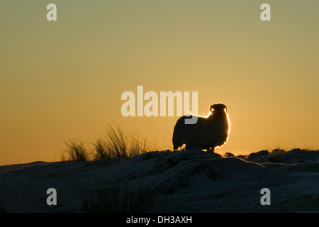 Ein Schaf Silhouette durch die untergehende Sonne in den schneebedeckten Bedingungen in der Nähe von Postbridge, Dartmoor Nationalpark, Devon, Großbritannien. Stockfoto