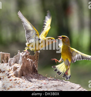 Grüne Finch Streit um Nahrung Stockfoto