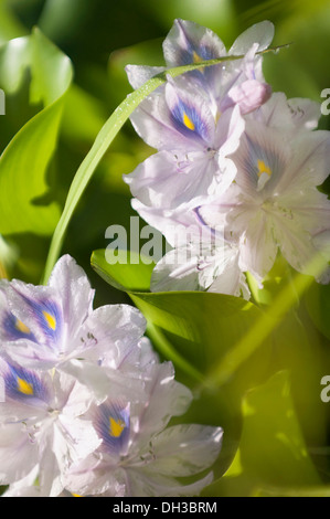 Gemeinsamen Wasserhyazinthe Eichornia Crassipes. Spitzen der hellblauen Blumen Wasser Pflanze als invasive außen native Stockfoto