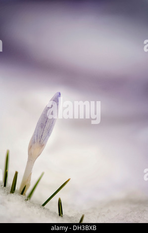 Krokus, dicht furled Blume und Spitzen Blätter aus Schnee. Stockfoto