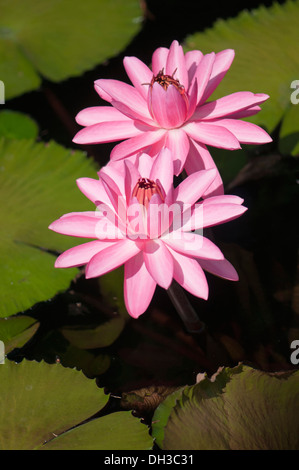 Seerose, Nymphaea. Zwei rosa Blüten am Stängel oberhalb der Wasseroberfläche und Seerosen. Stockfoto