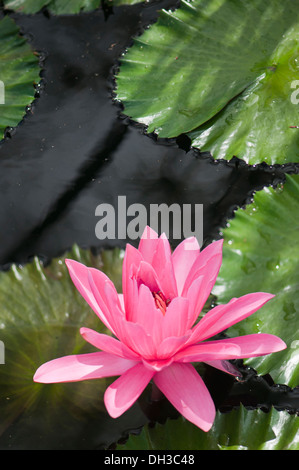 Seerose, Nymphaea. Einzelne rosa Blume und Seerosen auf dem Wasser in der Sonne. Stockfoto