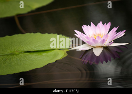 Seerose, Nymphaea. Einzelne rosa Blume und Seerosenblatt in Wasseroberfläche reflektiert. Stockfoto