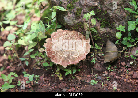 Pilze, Madhya Pradesh, Indien Stockfoto