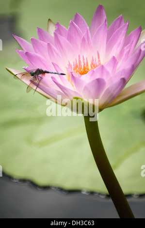 Seerose, Nymphaea. Einzelne rosa Blume und Libelle. Stockfoto