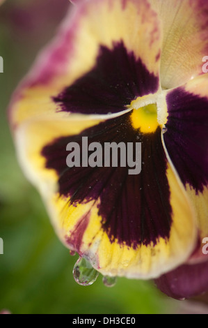 Stiefmütterchen Viola X wittrockiana. Schließen Sie verkürzten Blick auf einzelne Blume mit Sahne und purple zweischneidige Blütenblätter und schwarz im Center mit Stockfoto