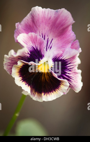 Stiefmütterchen Viola X wittrockiana. Einzelne Blume mit gekräuselten Blütenblättern der gedämpften lila und Fläche von dunkel violett-braun von ausstrahlt Stockfoto