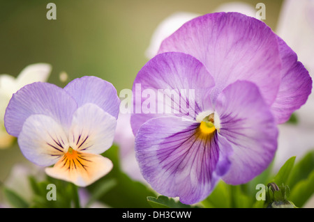 Stiefmütterchen, Viola X wittrockiana neben einer anderen kleineren Viola mit blassen, violett-blauen oberen Blütenblätter und orange untere Blütenblatt. Stockfoto