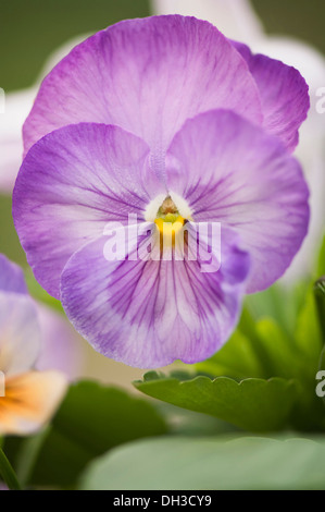 Stiefmütterchen, Viola X wittrockiana. Nahaufnahme der Einzelblüte zart geäderten lila Blüten mit gelbem Auge im Zentrum. Stockfoto