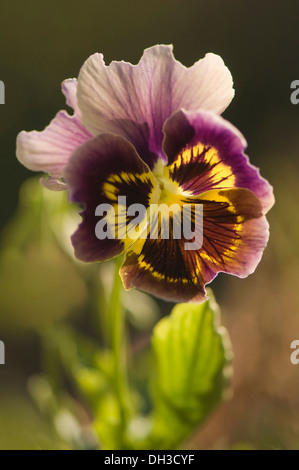 Stiefmütterchen, Viola X wittrockiana. Einzelne Blume mit gekräuselten violett-braun, geäderten Blütenblättern bis dunklen Licht aus gelber Mitte. Stockfoto