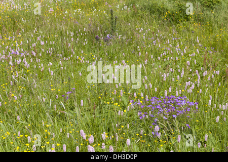 Wiesen-Storchschnabel (Geranium Pratense) Stockfoto