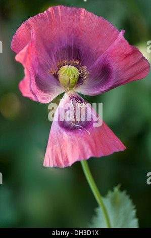 Mohn Papaver Somniferum. Einzelne Blume mit mit Fading Blütenblätter beginnen zu fallen weg und Staubblätter losgelöst von zentralen Stockfoto