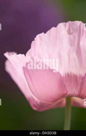 Mohn, Papaver Somniferum. Zugeschnittenen Nahaufnahme der Einzelblüte mit gerillten, zart, blass rosa Blütenblättern. Stockfoto