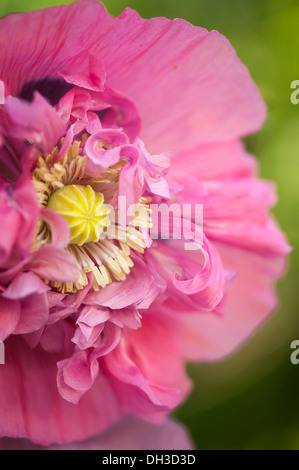 Mohn Papaver Somniferum. Schließen Sie verkürzten Blick auf einzelne Blume mit gekräuselten doppelten Blütenblättern rund um Staubblätter und Mittel- Stockfoto