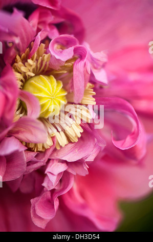 Mohn Papaver Somniferum. Schließen Sie verkürzten Blick auf einzelne Blume mit gekräuselten doppelten Blütenblättern rund um Staubblätter und Mittel- Stockfoto