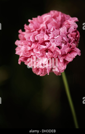 Mohn, Papaver Somniferum. Einzelne Blume mit Kopf des massierten, doppelte Blütenblätter gekräuselt. Stockfoto