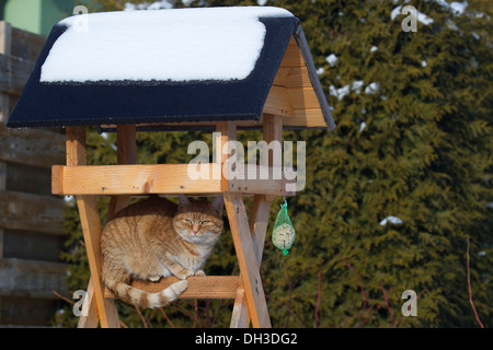 Ingwer-Katze sitzt unter einem Vogelhaus, Pristäblich, Eilenburg, Sachsen, Deutschland Stockfoto