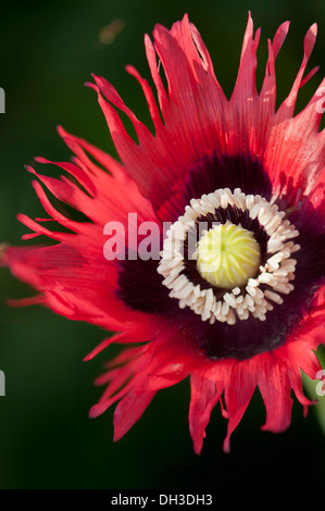 Mohn, Papaver Somniferum.  Einheitliche, offene Blüte mit ausgefransten Blütenblätter rund um Staubblätter und zentrale Entwicklung Saatgut Kopf. Stockfoto