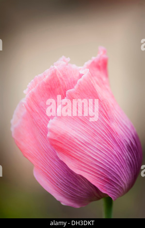 Mohn, Papaver Somniferum. Nahaufnahme der Einzelblüte mit geschlossenen Blüten. Stockfoto