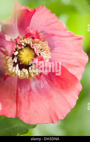 Mohn Papaver Somniferum. Schließen Sie verkürzten Blick auf einzelne Blume mit transluzenten Blütenblättern rund um Staubblätter und Samen zu entwickeln Stockfoto