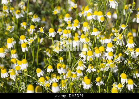 Kamille (Matricaria Chamomilla) Stockfoto