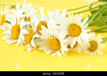 Kamillenblüten auf gelbem Hintergrund Stockfoto