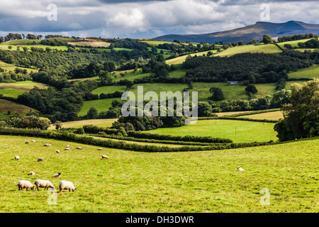 Ein stürmischer, regnerisch Sommertag in den Brecon Beacons National Park, Wales mit Pen y Fan und Mais Du in der Ferne. Stockfoto