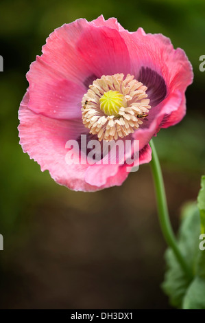 Mohn, Papaver Somniferum. Einzelne Blume mit Insekten auf die Staubblätter Entwicklungsländern Saatgut Kopf umgibt. Stockfoto