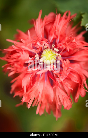 Mohn, Papaver Somniferum. Einzelne Blüte mit mehreren, unterteilt Blütenblätter gewellt oder zerlumpte aussehen zu geben. Stockfoto