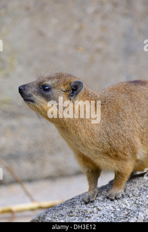 Rock Hyrax oder Cape Hyrax (Procavia Capensis), Afrikanische Arten, in Gefangenschaft, Stuttgart, Baden-Württemberg Stockfoto