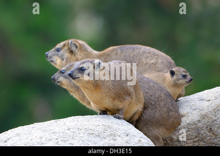 Rock Hyrax oder Cape Hyrax (Procavia Capensis), in Afrika und Westasien, Jungtiere, Baden-Württemberg Stockfoto